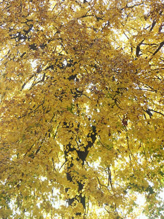 Sunlit yellow leaves during autumnの写真素材