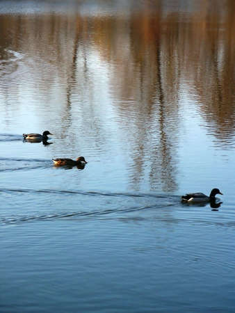 Three ducks family in synchronized swimming during autumn. One is leading.の写真素材