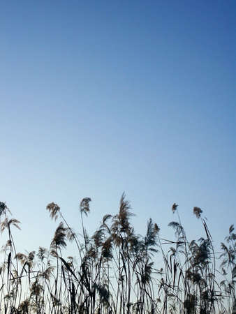 Water reed over sky backgroundの写真素材