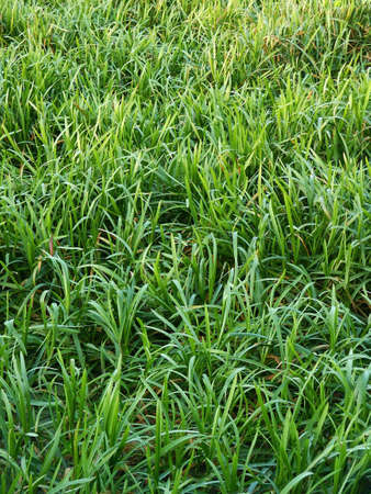 Green water grass in lake during autumnの写真素材
