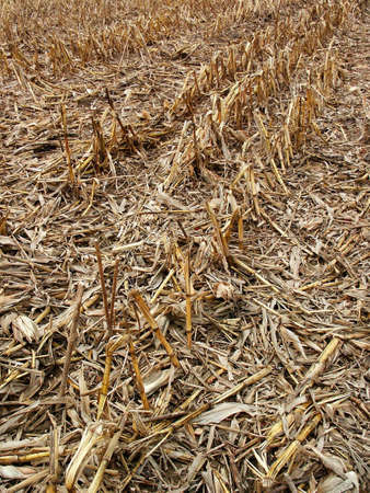 Corn field afer harvest. Detailの写真素材