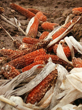 Corn cores after harvest detail. Macroの写真素材
