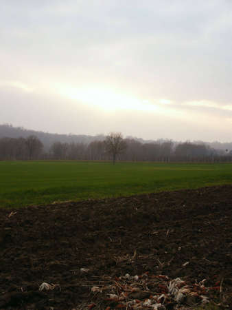 Lone tree in winter wheat fieldの写真素材