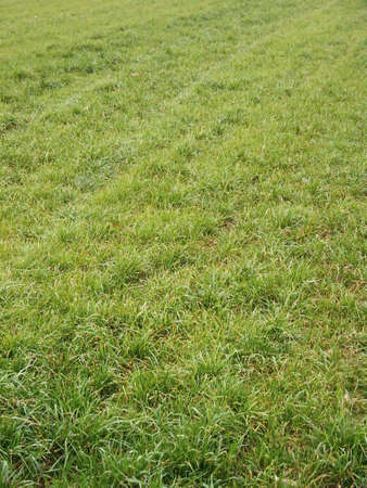 Winter meadow detail during autumn afternoonの写真素材