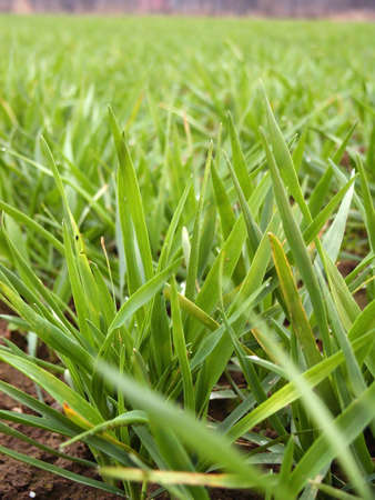 Winter wheat plant detail. Macroの写真素材