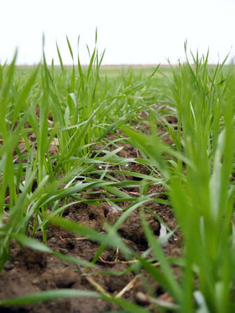 Winter wheat plant detail. Macroの写真素材