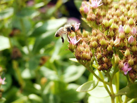 Bee on yellow flowerの写真素材