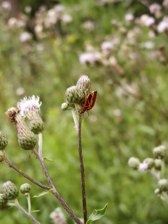 Orange bugs lovin' on flowerの写真素材