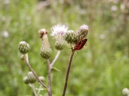 Orange bugs lovin' on flowerの写真素材