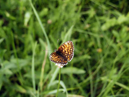Brown butterfly on flower in meadow. Macroの写真素材
