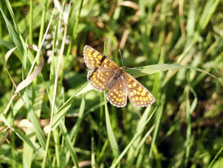 Brown butterfly on flower in meadow. Macroの写真素材