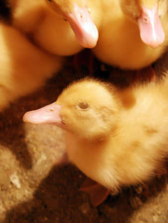 Small ducks family detail. Macroの写真素材