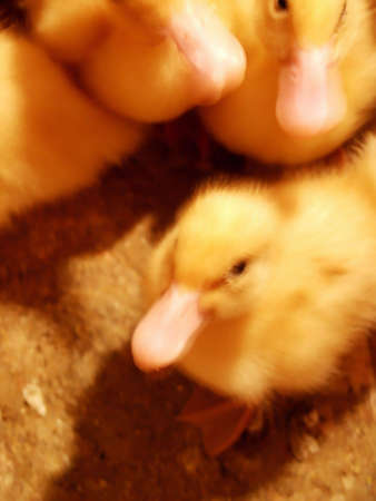 Small ducks family detail. Macroの写真素材