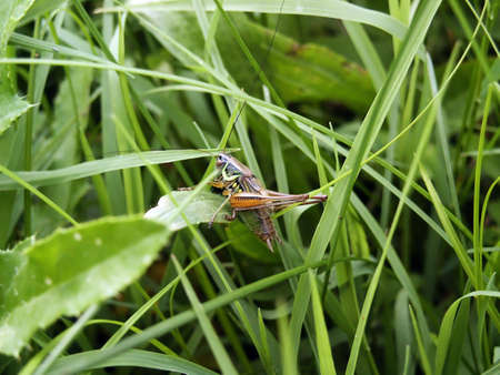 Grasshopper laying on grass detail. Macro. Close-upの写真素材