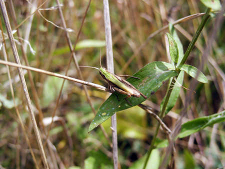 Grasshopper laying on leaf detail. Macro. Close-upの写真素材