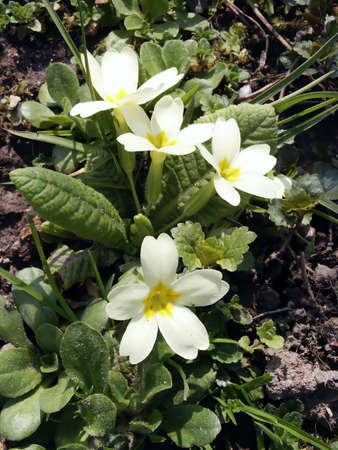 Primrose flower detail. Macro. Close-upの写真素材