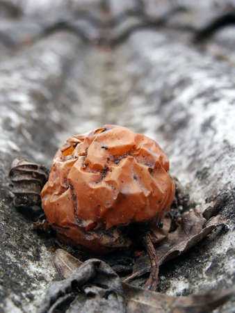 Old rotten apple on roof detail. Macro. Close up.の写真素材