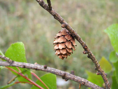 Pine cone on branch detail. Macro. Close-upの写真素材