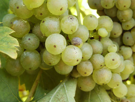 Ripe grape detail. Macro. Close-upの写真素材