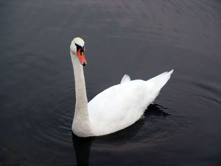 Beautiful swan swimming in riverの写真素材