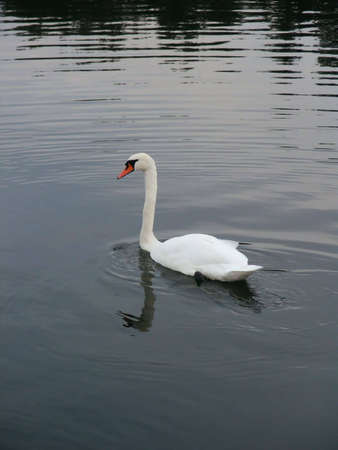 Beautiful swan swimming in riverの写真素材
