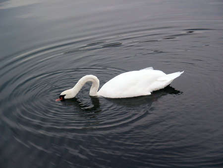 Beautiful swan swimming in river and drinkingの写真素材