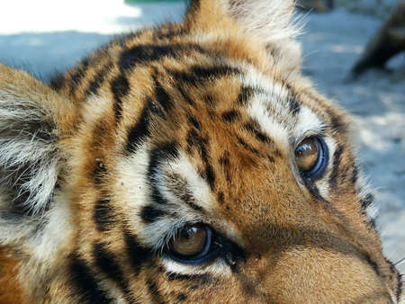Young tiger in captivity detail. Macro. Close-upの写真素材