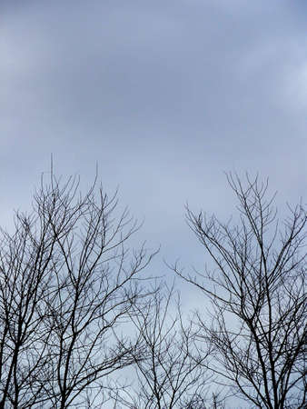 Spooky tree over clouds backgroundの写真素材