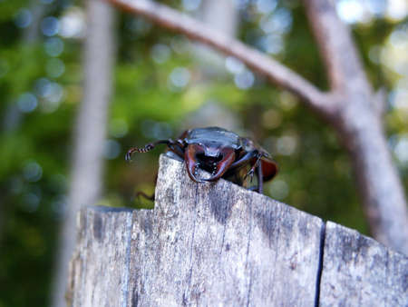 Stag beetle on tree chuck detail. Macro. Close-upの写真素材