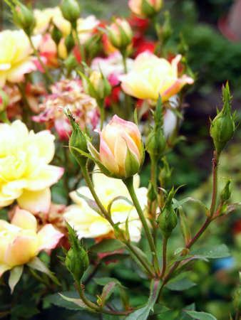 Yellow roses in garden detail. Macro. Close-upの写真素材