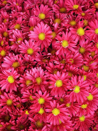 Autumn flowers background 1. Macro. Close-up.の写真素材