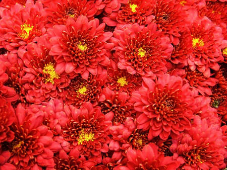 Autumn flowers background 2. Macro. Close-up.の写真素材