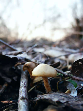 Autumn forest mushroom detail. Macro. Close-up.の写真素材