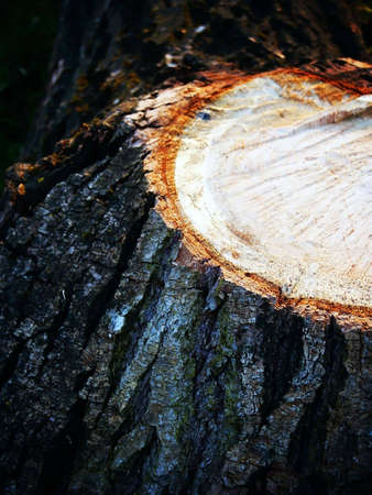 Tree log detail. Macro. Close-up.の写真素材