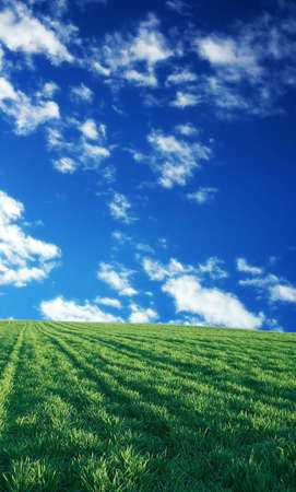 Wheat field over beautiful blue sky 1の写真素材