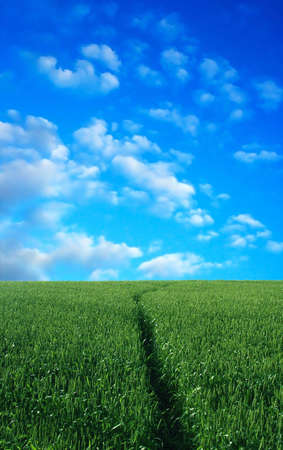 Wheat field over beautiful blue sky 4の写真素材