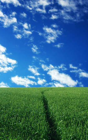 Wheat field over beautiful blue sky 8の写真素材