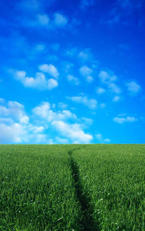 Wheat field over beautiful blue sky 9の写真素材