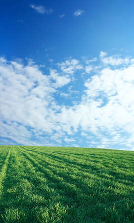Wheat field over beautiful blue sky 4の写真素材