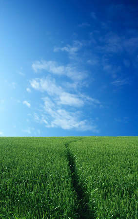 Wheat field over beautiful blue sky 6の写真素材