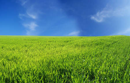 Wheat field over beautiful blue sky XXLの写真素材