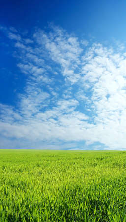 Wheat field over beautiful blue sky 8の写真素材