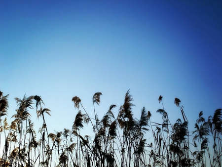 Water reed over sky background の写真素材
