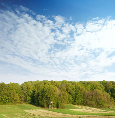 Spring forest over blue sky 4の写真素材