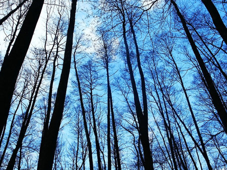 Silhouettes of trees over blue sky 1