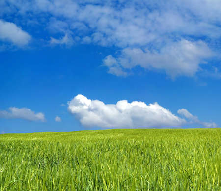 Barley field over beautiful blue sky 9の写真素材