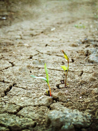 Life on dry soilの写真素材