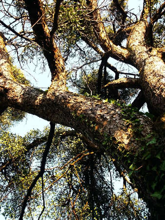 Mistletoe in tree branchesの写真素材