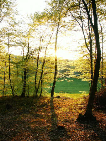 Forest during sunny dayの写真素材
