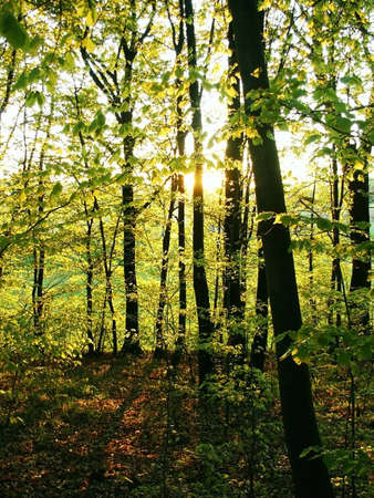 Forest during sunny dayの写真素材